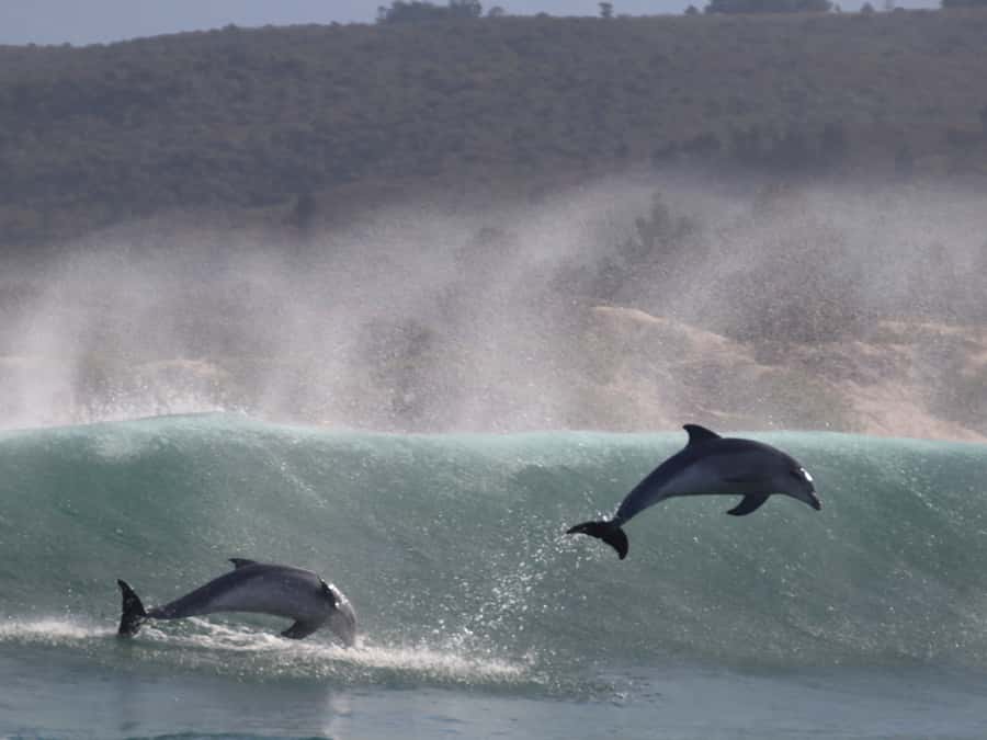 Plettenberg Bay: Dolphin and Marine Boat Tour - Robberg Peninsula return cruise: Cape fur seals and geology you see from a new angle