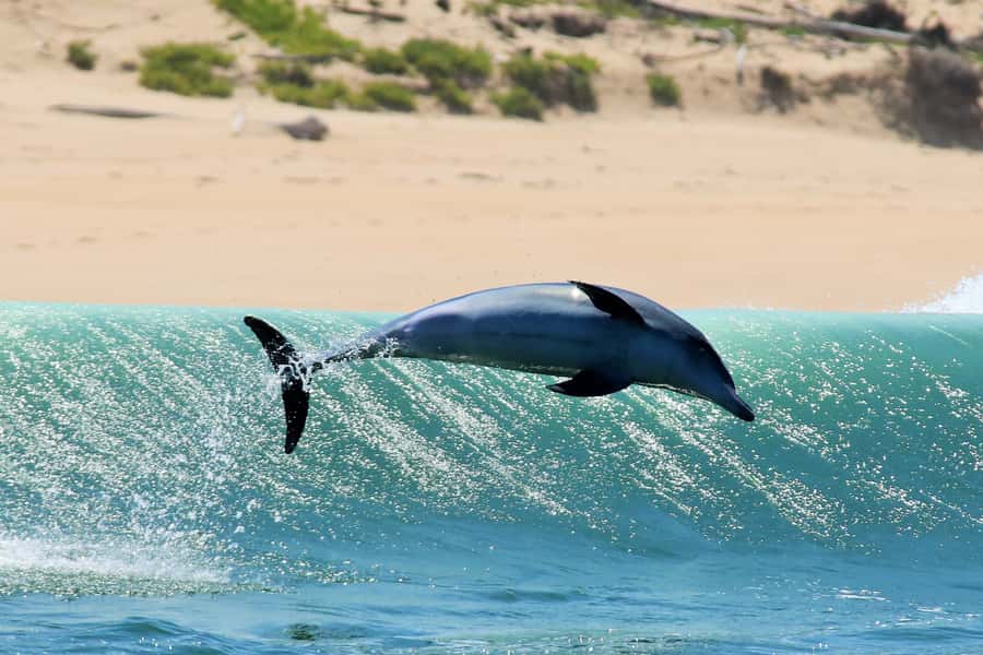 Plettenberg Bay: Dolphin and Marine Boat Tour - Price and value at about $46 per person for 90 minutes on the water