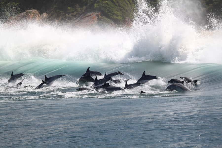 Plettenberg Bay: Dolphin and Marine Boat Tour - Who this tour suits best, and who should skip it