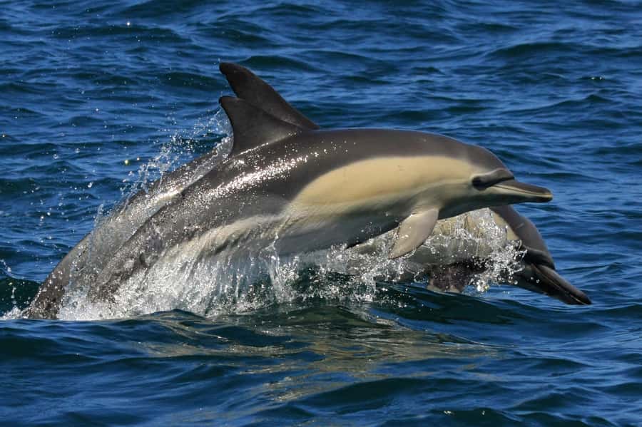 Plettenberg Bay: Dolphin and Marine Boat Tour - Tips to help you get the most from the surf, seals, and rock