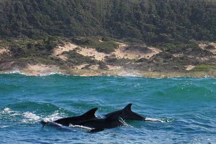 Plettenberg Bay: Dolphin and Marine Boat Tour - So, should you book the Plettenberg Bay dolphin and marine tour?