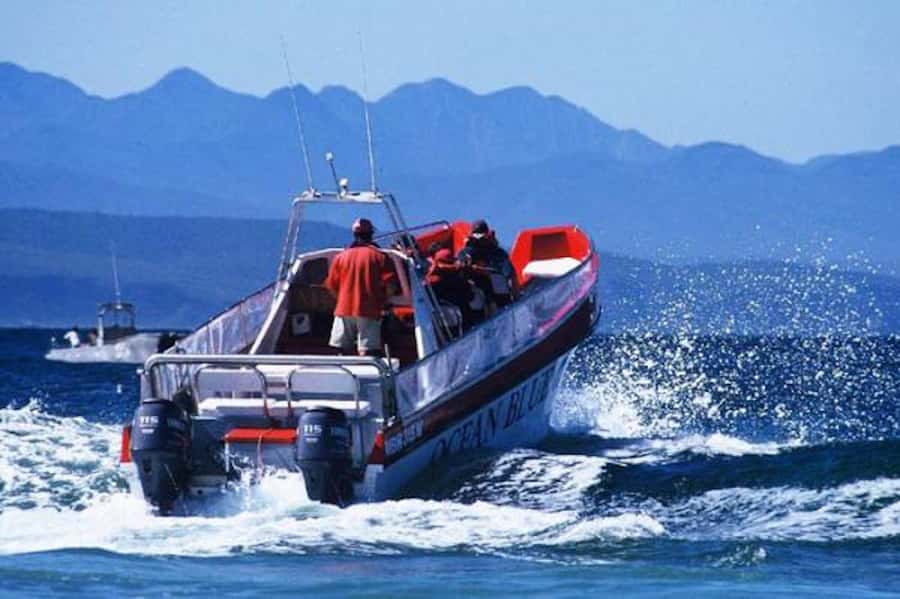 Plettenberg Bay: Dolphin and Marine Boat Tour - Keurbooms Beach to Arch Rock: dolphins, sharks, and seabirds farther offshore