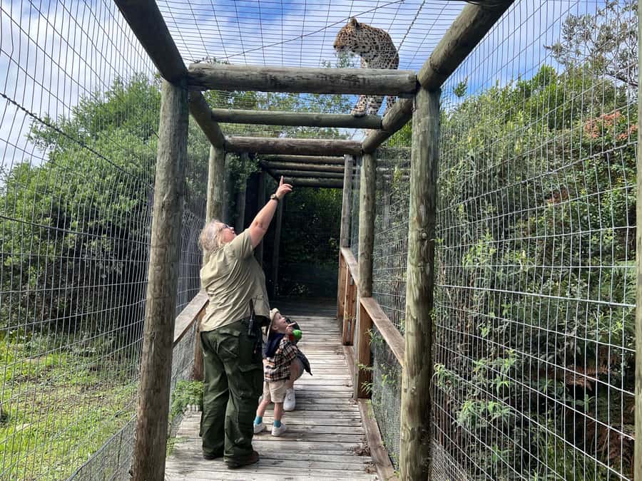 Plettenberg Bay: EcoKidz Family Wildlife Tour - The wild cats focus, from African wildcats to cheetahs and leopards