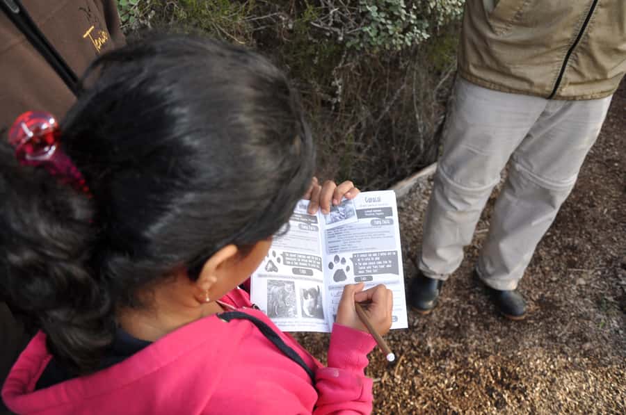 Plettenberg Bay: EcoKidz Family Wildlife Tour - That white lion moment and the penguin release prep