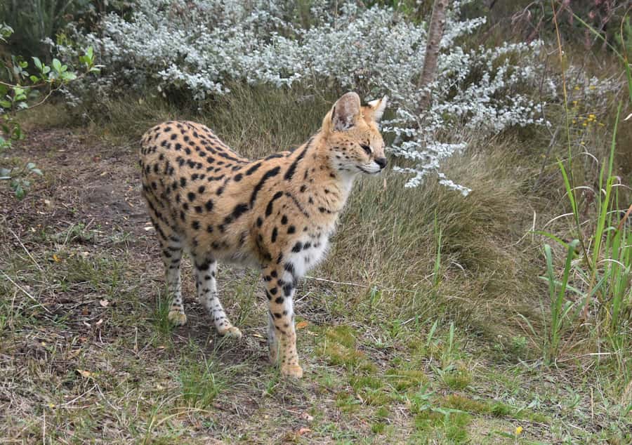 Plettenberg Bay: EcoKidz Family Wildlife Tour - Rules are simple, but they shape the whole experience
