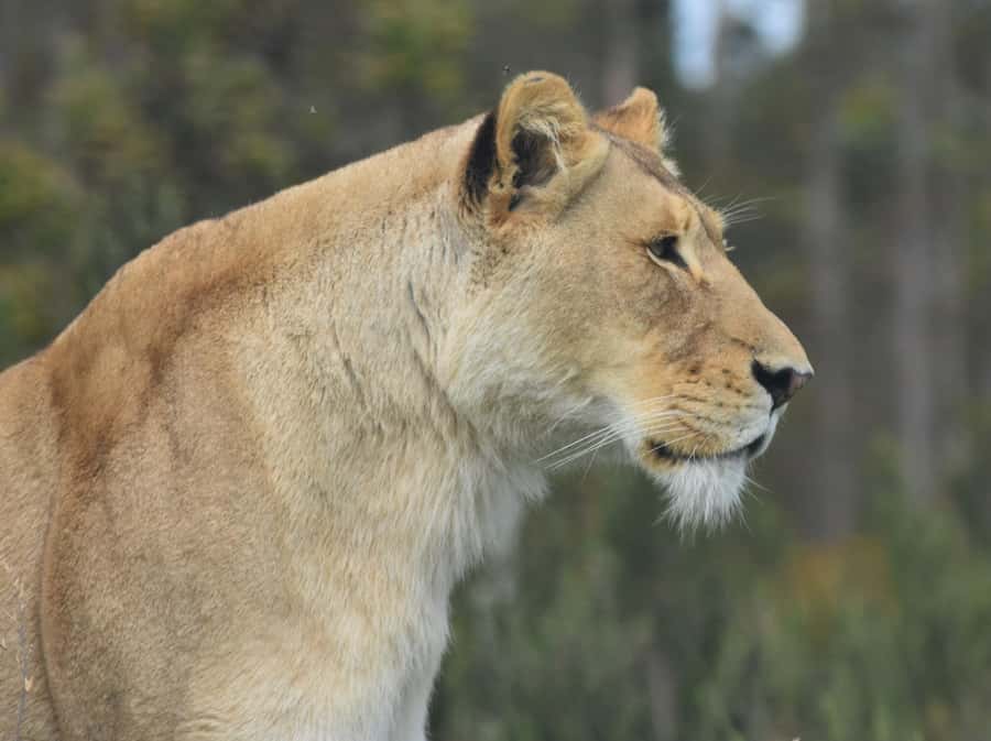 Plettenberg Bay: EcoKidz Family Wildlife Tour - Price and value, what $28 buys your family