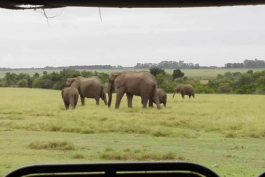 Plettenberg Bay Game Reserve: 2-Hour Game Drive - Entering The Safari Center In Plettenberg Bay (And What That Means For You)