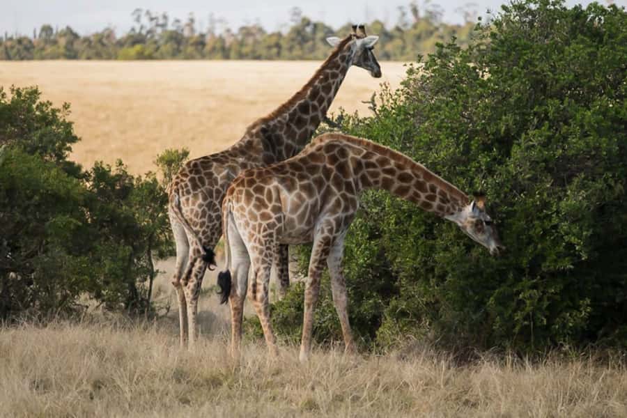 Plettenberg Bay Game Reserve: 2-Hour Game Drive - The 2-Hour Game Drive: How The Timing Really Works