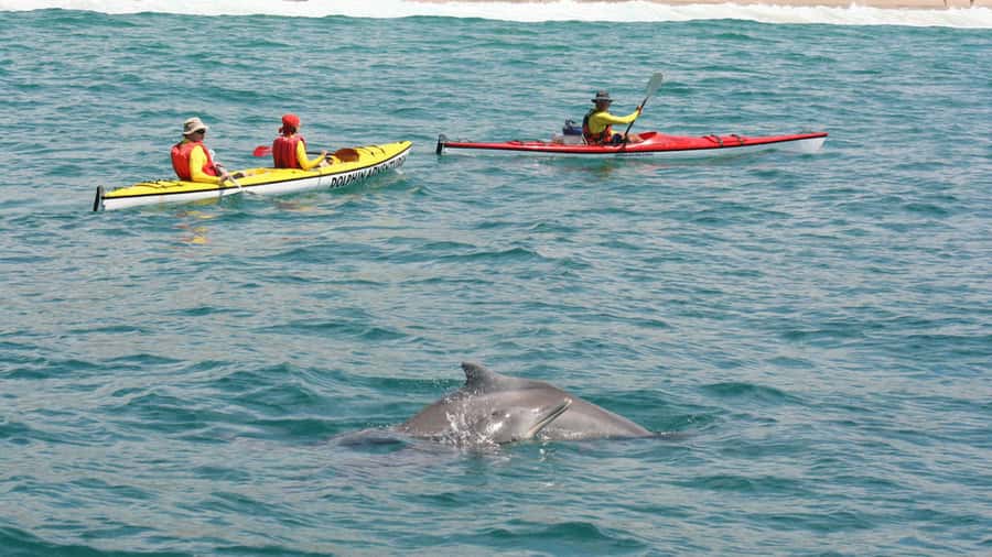 Plettenberg Bay: Guided Sea Kayak Tour - The 2-Hour Paddling Plan, From Briefing to Return