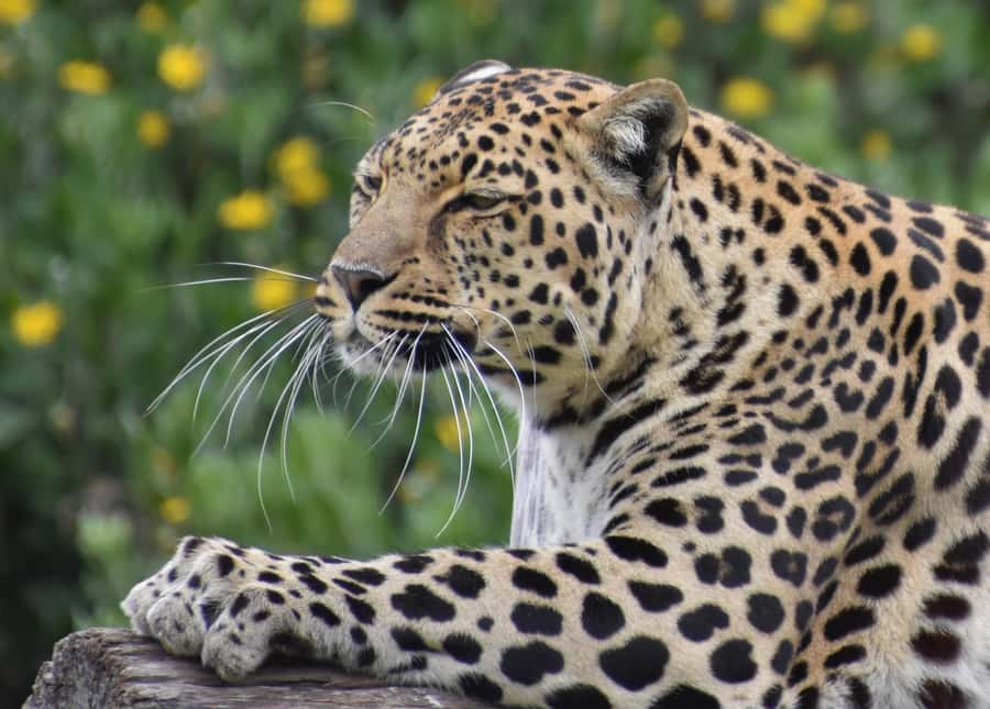 Plettenberg Bay: Private Guided Wildlife Photography Tour - Break time, coffee and snacks, and a quick shopping stop