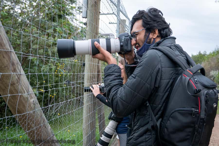 Plettenberg Bay: Private Guided Wildlife Photography Tour - Meerkat Meander: small faces, good behavior, and easier photo setups
