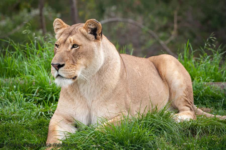 Plettenberg Bay: Private Guided Wildlife Photography Tour - White lion, caracals, servals, and close proximity from safe zones