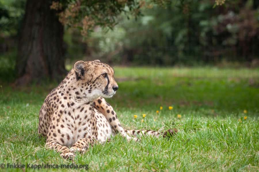 Plettenberg Bay: Private Guided Wildlife Photography Tour - Photo rules that protect you and your chances of good shots