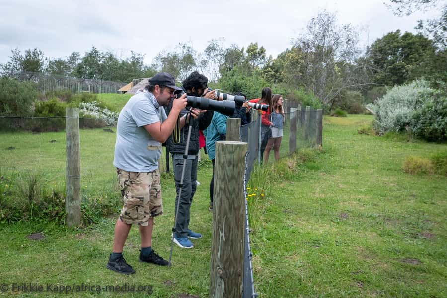 Plettenberg Bay: Private Guided Wildlife Photography Tour - Your private guide and the photography-first way of seeing cats