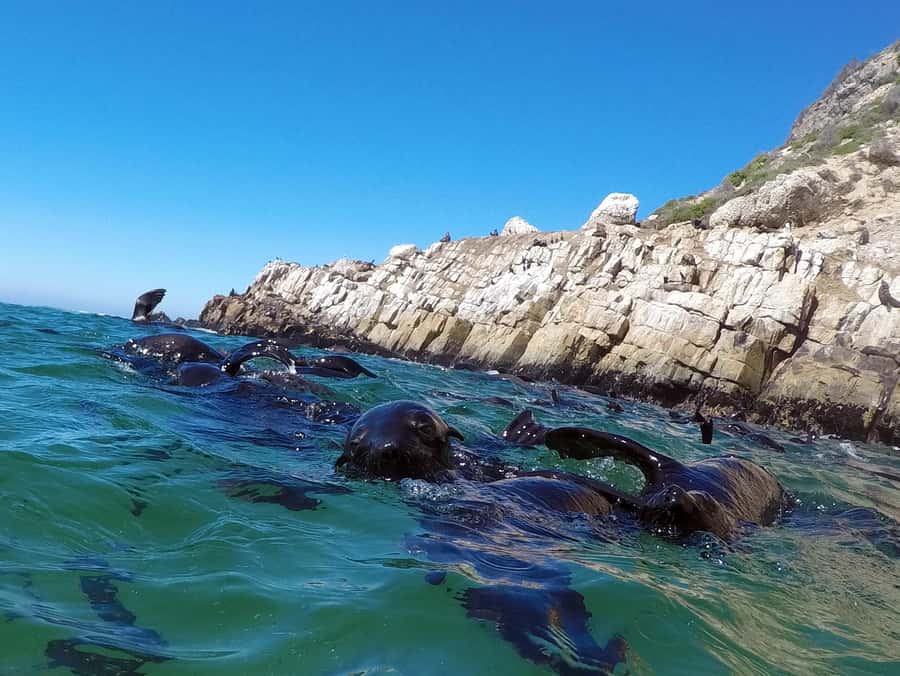 Plettenberg Bay: Seal Colony Viewing Excursion - Key highlights to know before you go