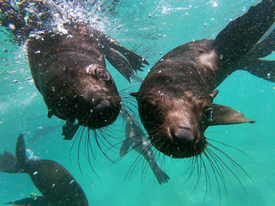 Plettenberg Bay: Seal Colony Viewing Excursion - Where the trip starts at Central Beach, and what to do first