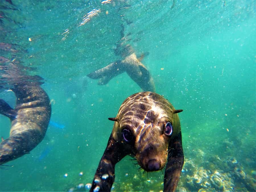Plettenberg Bay: Seal Colony Viewing Excursion - The shared boat setup: viewing and swimming on the same trip
