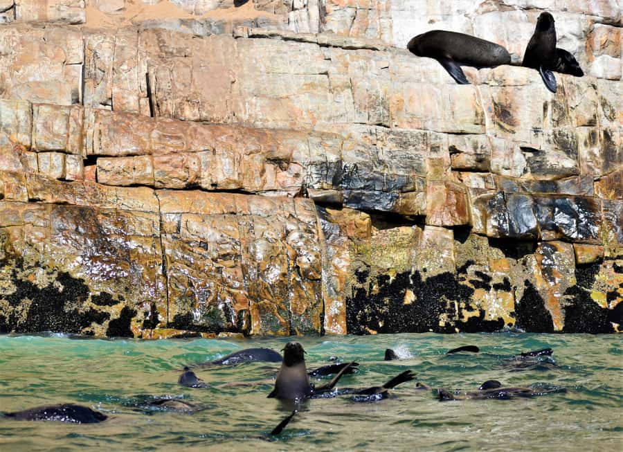 Plettenberg Bay: Seal Colony Viewing Excursion - What is included, and how the $34 price actually plays out