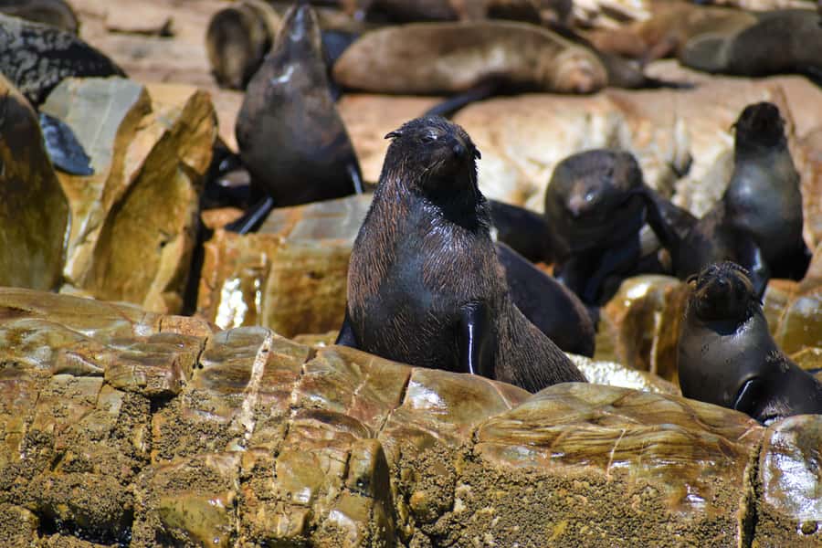 Plettenberg Bay: Seal Colony Viewing Excursion - The logistics that matter at sea: bags, lockers, and what to pack