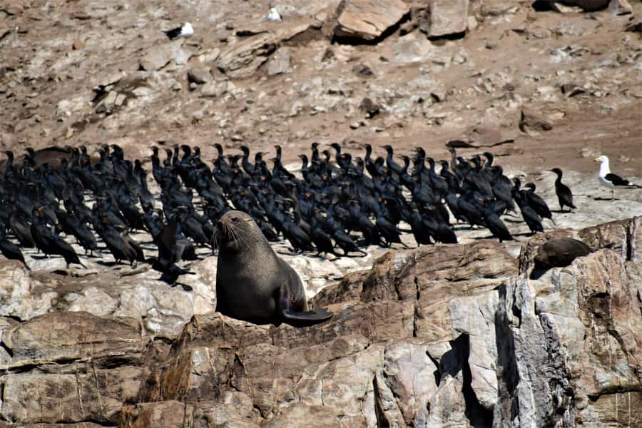Plettenberg Bay: Seal Colony Viewing Excursion - Boarding the Robberg Express: what the ride is really like