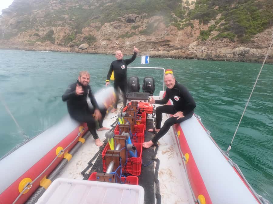 Plettenberg Bay: Seal Swimming Experience - The 20 to 25 Minutes in the Water Feels Like Pure Play