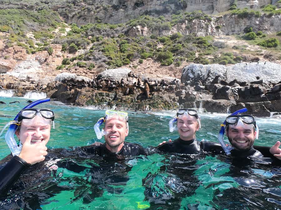 Plettenberg Bay: Seal Swimming Experience - Gear, Rules, and the Safety Stuff That Actually Matters