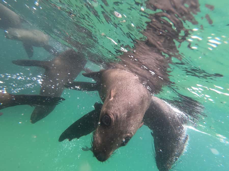 Plettenberg Bay: Seal Swimming Experience - Price and Value: Is $61 Worth It?