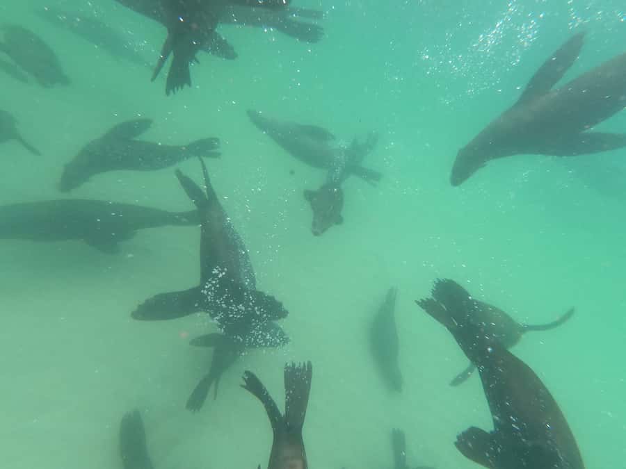 Plettenberg Bay: Seal Swimming Experience - Weather Can Change Everything, So Stay Flexible