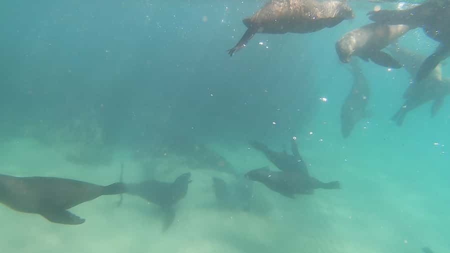 Plettenberg Bay: Seal Swimming Experience - Boat Ride to Robberg’s Cape Fur Seal Colony