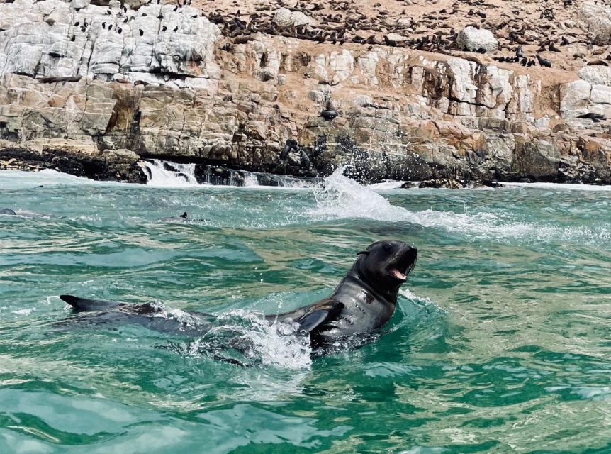 Plettenberg Bay: Seal Viewing Boat Trip - Key Things That Make This Seal Trip Worth Your Time