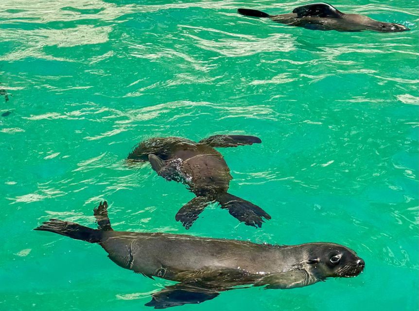 Plettenberg Bay: Seal Viewing Boat Trip - Family-Friendly Format: Watching Without Snorkeling