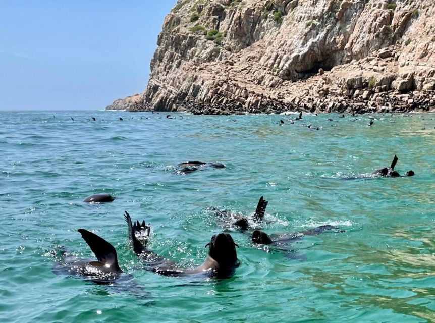Plettenberg Bay: Seal Viewing Boat Trip - Price and Value: Why $32 Feels Like Good Wildlife ROI