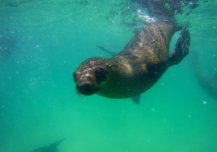 Plettenberg Bay: Seal Viewing Boat Trip - Heading Out to Robberg: What You Can Expect to See From the Water