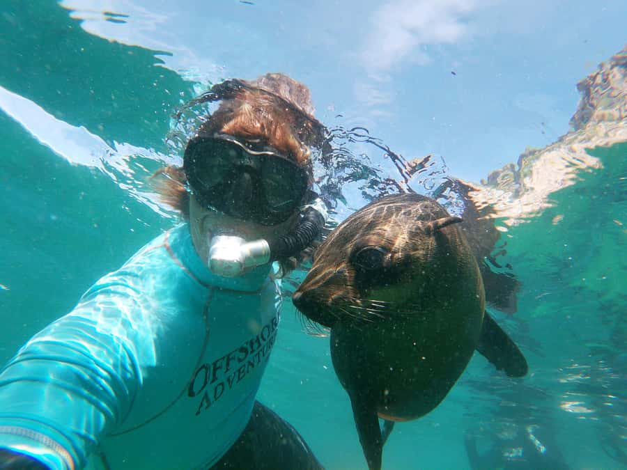 Plettenberg Bay: Swim with Seals - Cape Fur Seals at Robberg: What Makes This Tour Worth Your Time