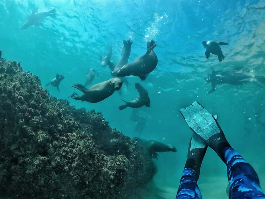 Plettenberg Bay: Swim with Seals - The Central Beach Start: Offshore Adventures and Your Gear Check