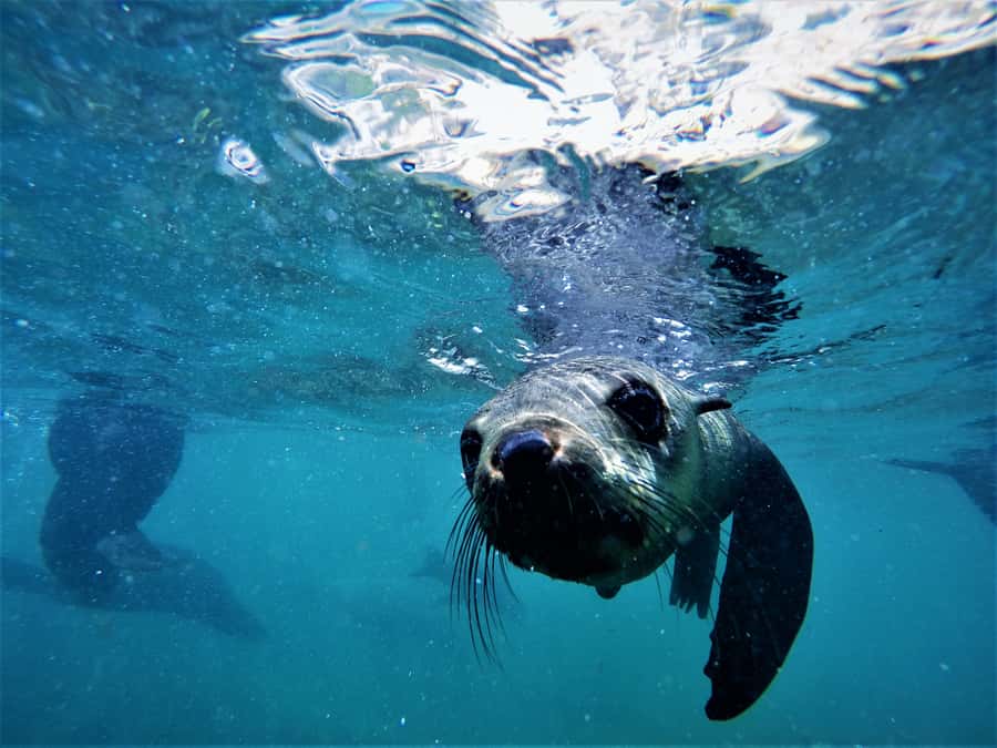 Plettenberg Bay: Swim with Seals - Photos Included: What You Get and Why It’s Good Value