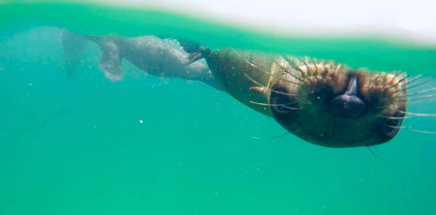 Plettenberg Bay: Swim with Seals - What to Pack and What to Wear (So You Stay Comfortable)