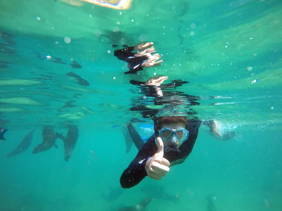 Plettenberg Bay: Swim with Seals - Who This Seal Swim Is Best For (And Who Should Skip It)