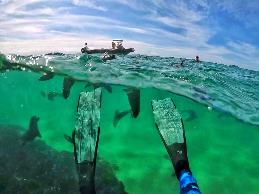 Plettenberg Bay: Swim with Seals - Robberg Express Boat Ride: Fun, Wildlife-Hunting Energy, and Motion Control