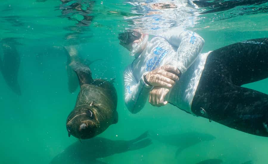 Plettenberg Bay: Swim with the Seals - Key highlights you’ll feel the moment you arrive