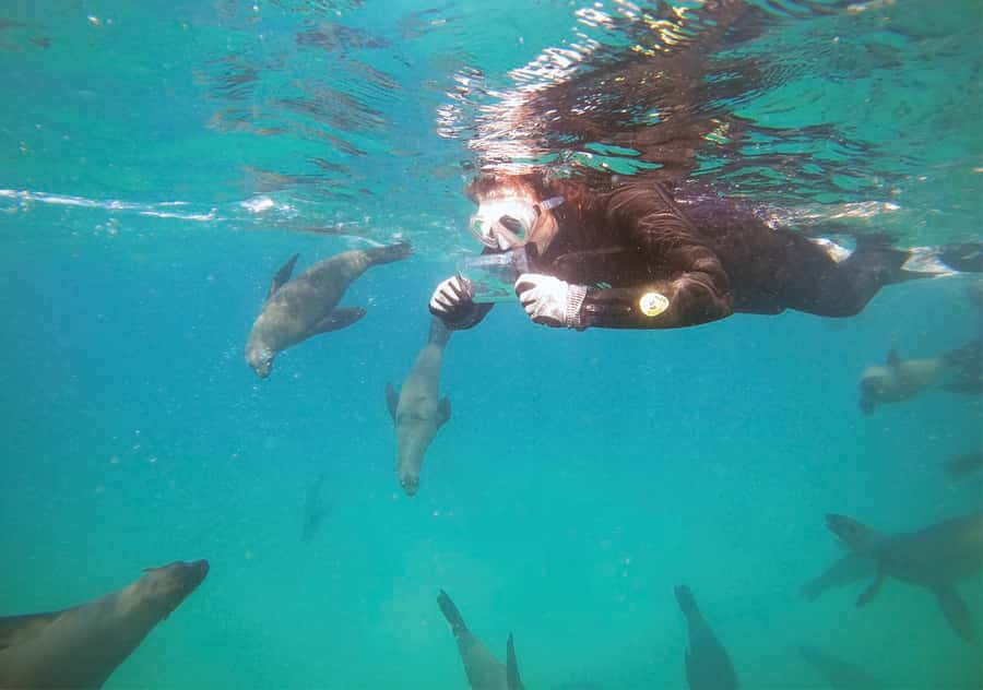 Plettenberg Bay: Swim with the Seals - The boat ride to Robberg: views, speed, and motion sickness reality