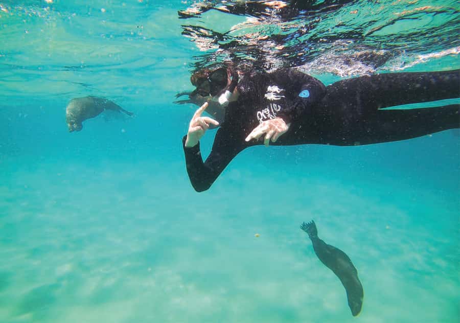 Plettenberg Bay: Swim with the Seals - 30 minutes in the water with Cape fur seals