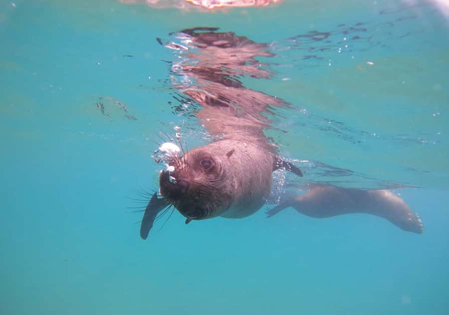 Plettenberg Bay: Swim with the Seals - Wetsuits, showers, and the free photos that make it easy to share