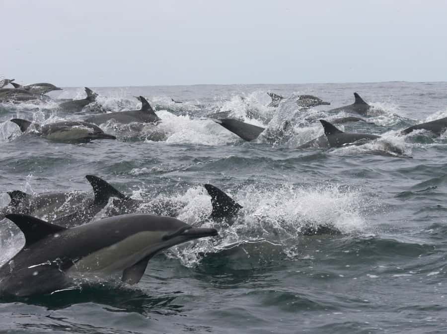 Plettenberg Bay: Whale Watching Boat Cruise - Key Highlights You’ll Want to Know