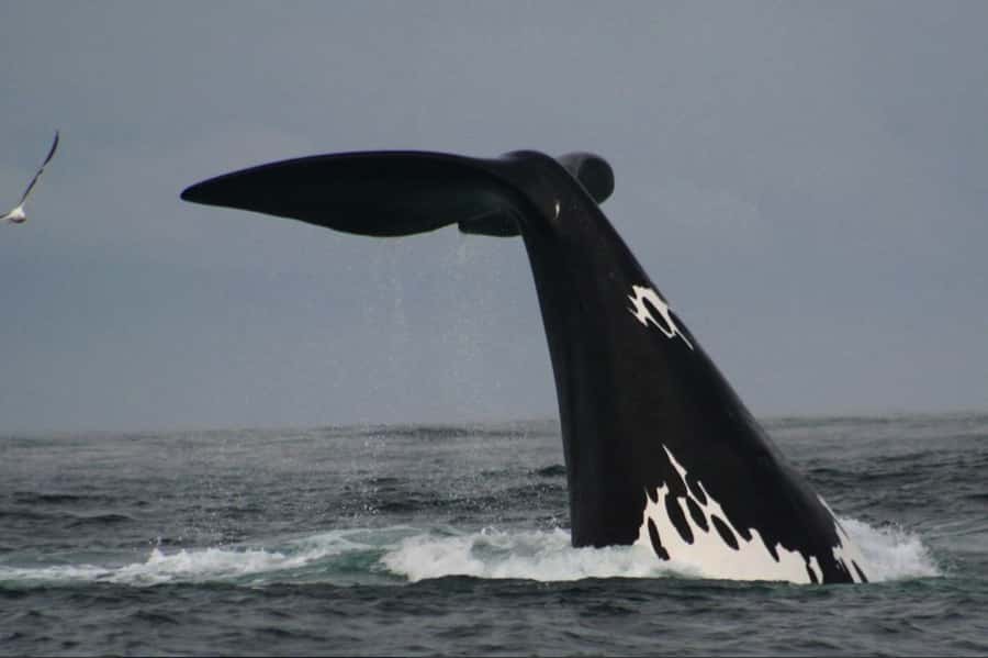 Plettenberg Bay: Whale Watching Boat Cruise - Plettenberg Bay Whale Watch: The Short, Serious Version