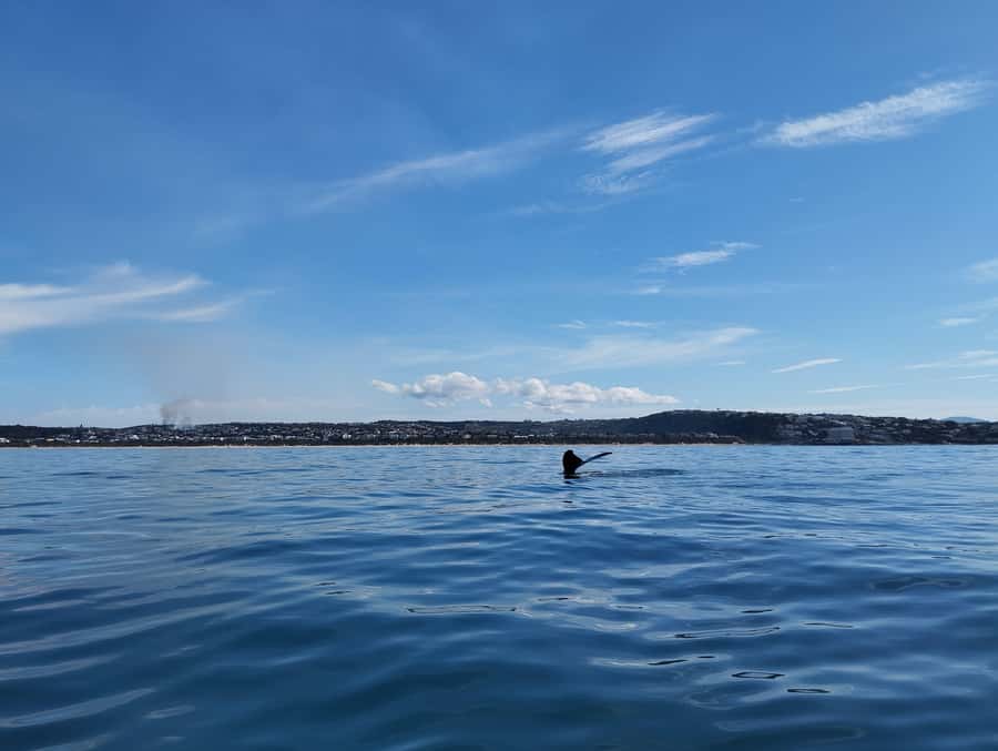 Plettenberg Bay: Whale Watching Boat Cruise - What You Really Look For: Whales, Dolphins, Seals, and Birds
