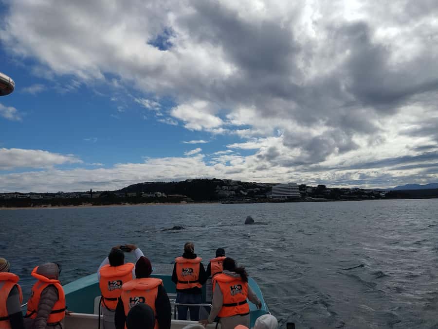 Plettenberg Bay: Whale Watching Boat Cruise - Boat Ride Timing and the 2-Hour Reality Check