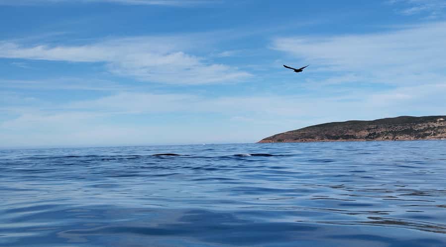Plettenberg Bay: Whale Watching Boat Cruise - Who This Tour Suits Best in Plettenberg Bay