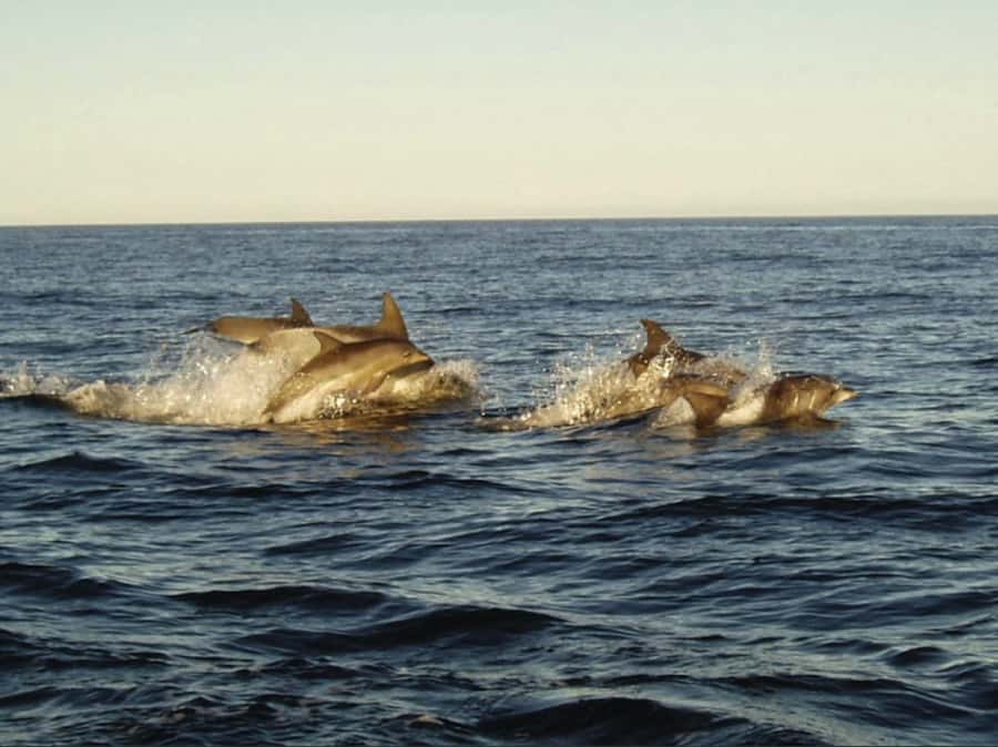 Plettenberg Bay: Whale Watching Boat Cruise - Ocean Safaris Meeting Point, What You Do First, and Why It Matters
