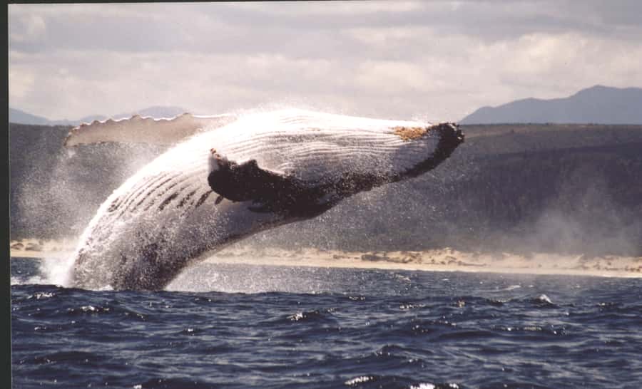 Plettenberg Bay: Whale-Watching Cruise - Ocean Blue Adventures in the Milkwood Centre: your first clue to the day